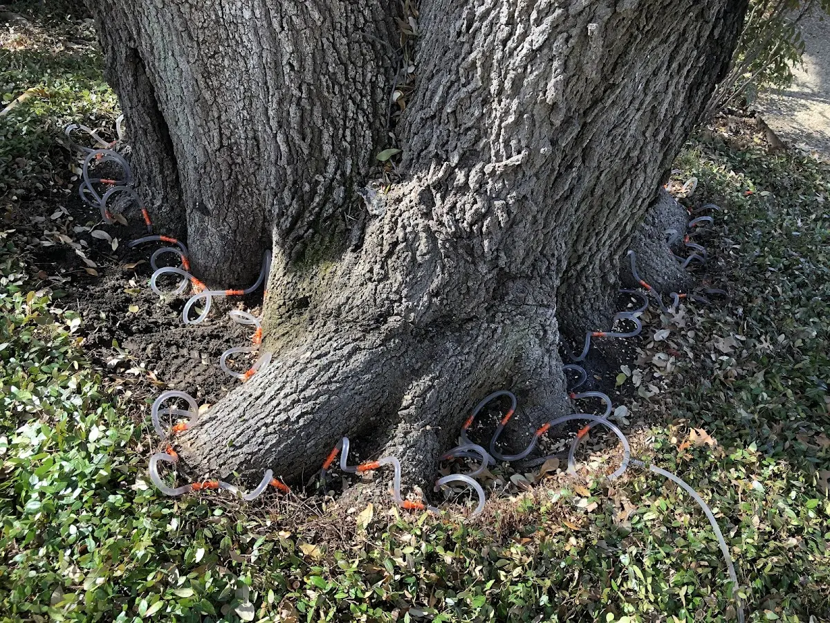 Detailed Tree Cabling and Bracing job site in Schererville