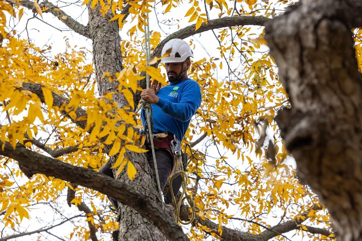 Skilled Tree Pruning crew working in Schererville