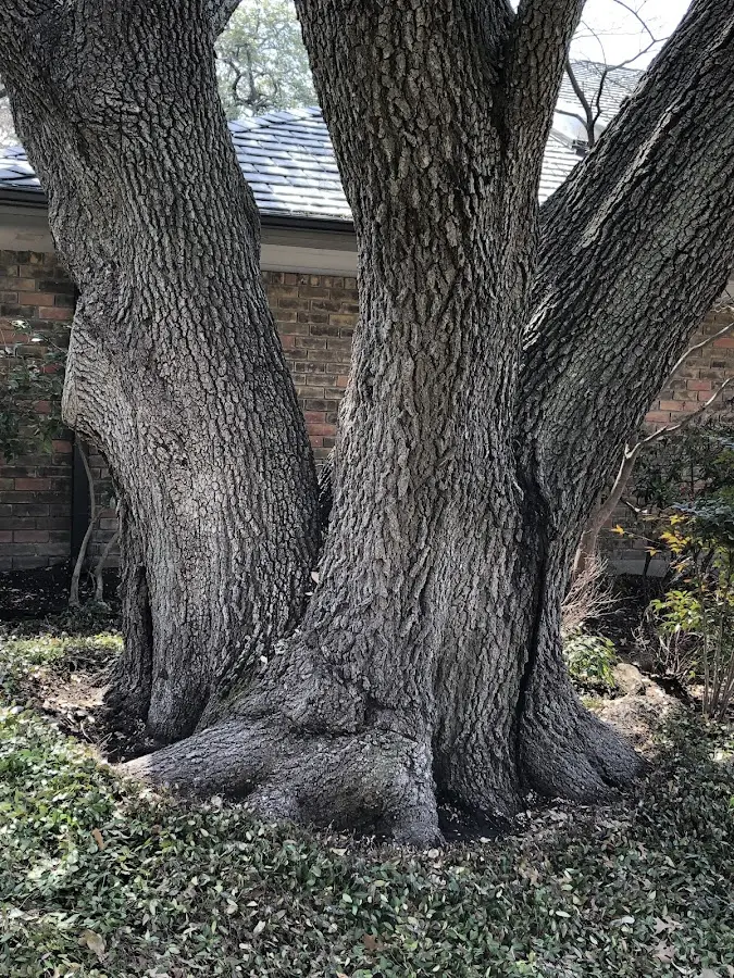 Mature heritage tree close to a Schererville property cared for by certified arborists